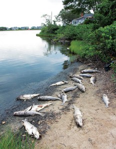 COURTESY FALMOUTH ENTERPRISE - Sixteen dead striped bass were among dead fish found on the shore of Little Pond in Falmouth Heights in July 2012.