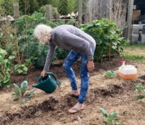 home garden use urine as fertilizer