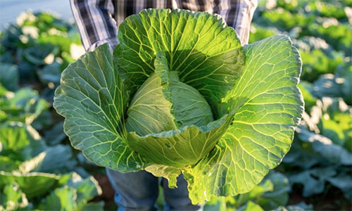 Research reported in the Guardian